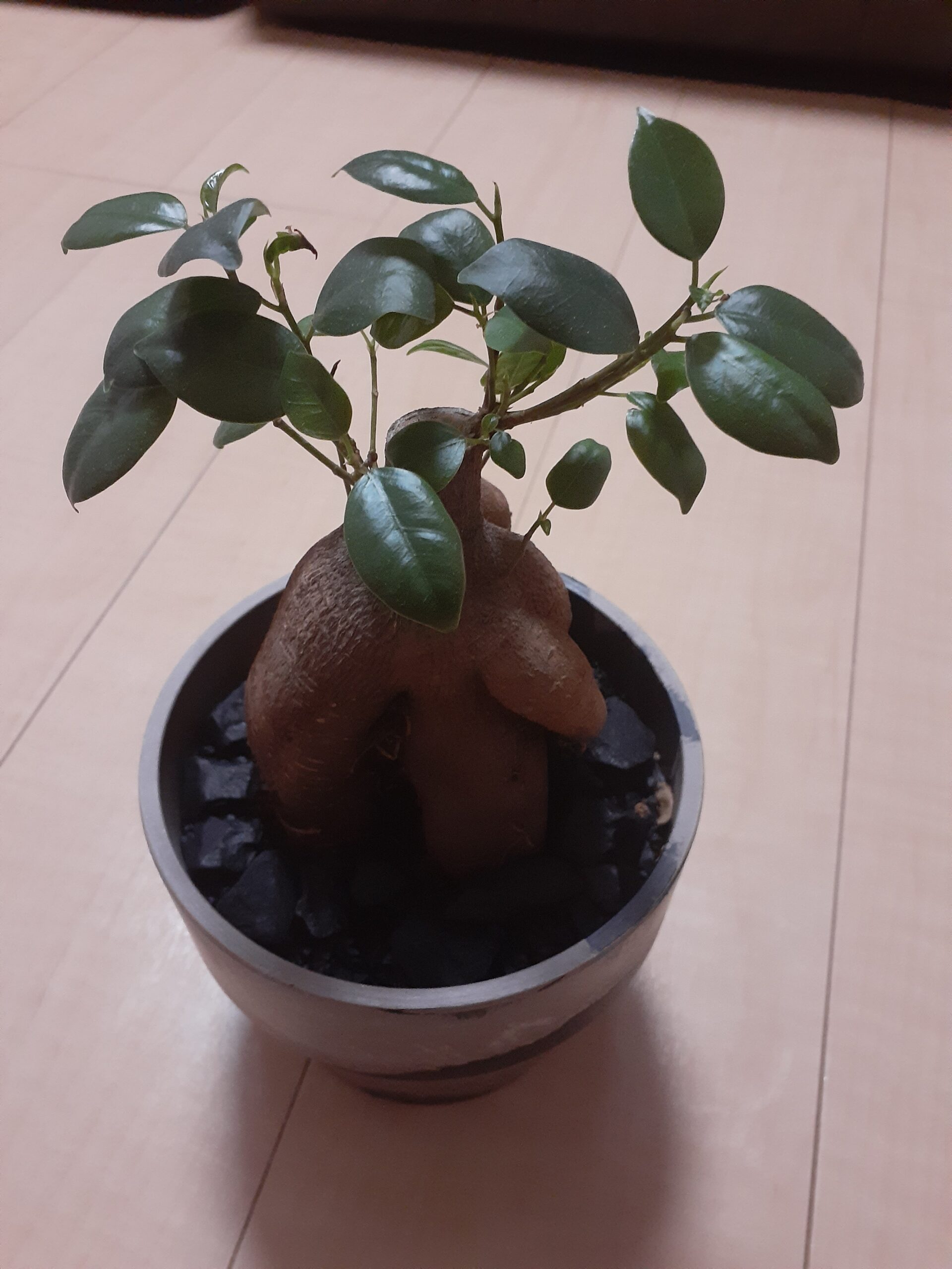 gajyugajyu